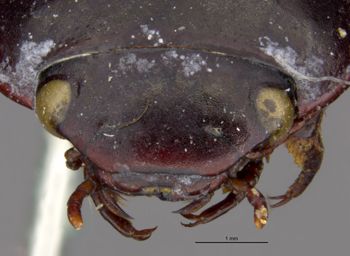 Media type: image;   Entomology 23967 Aspect: head frontal view